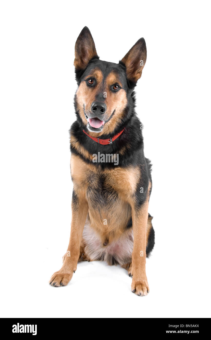 dog in front of a white background Stock Photo - Alamy