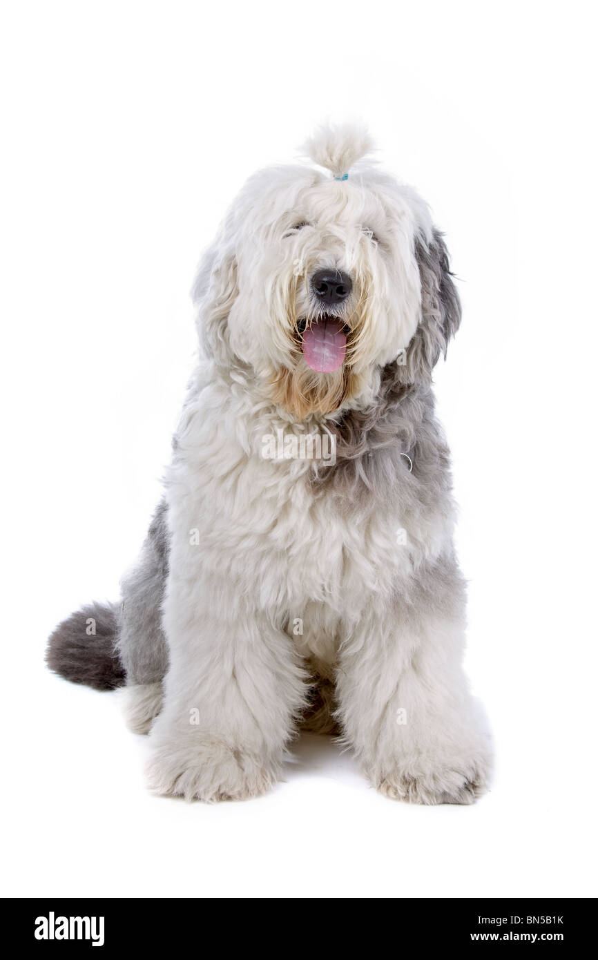 dog in front of a white background Stock Photo - Alamy