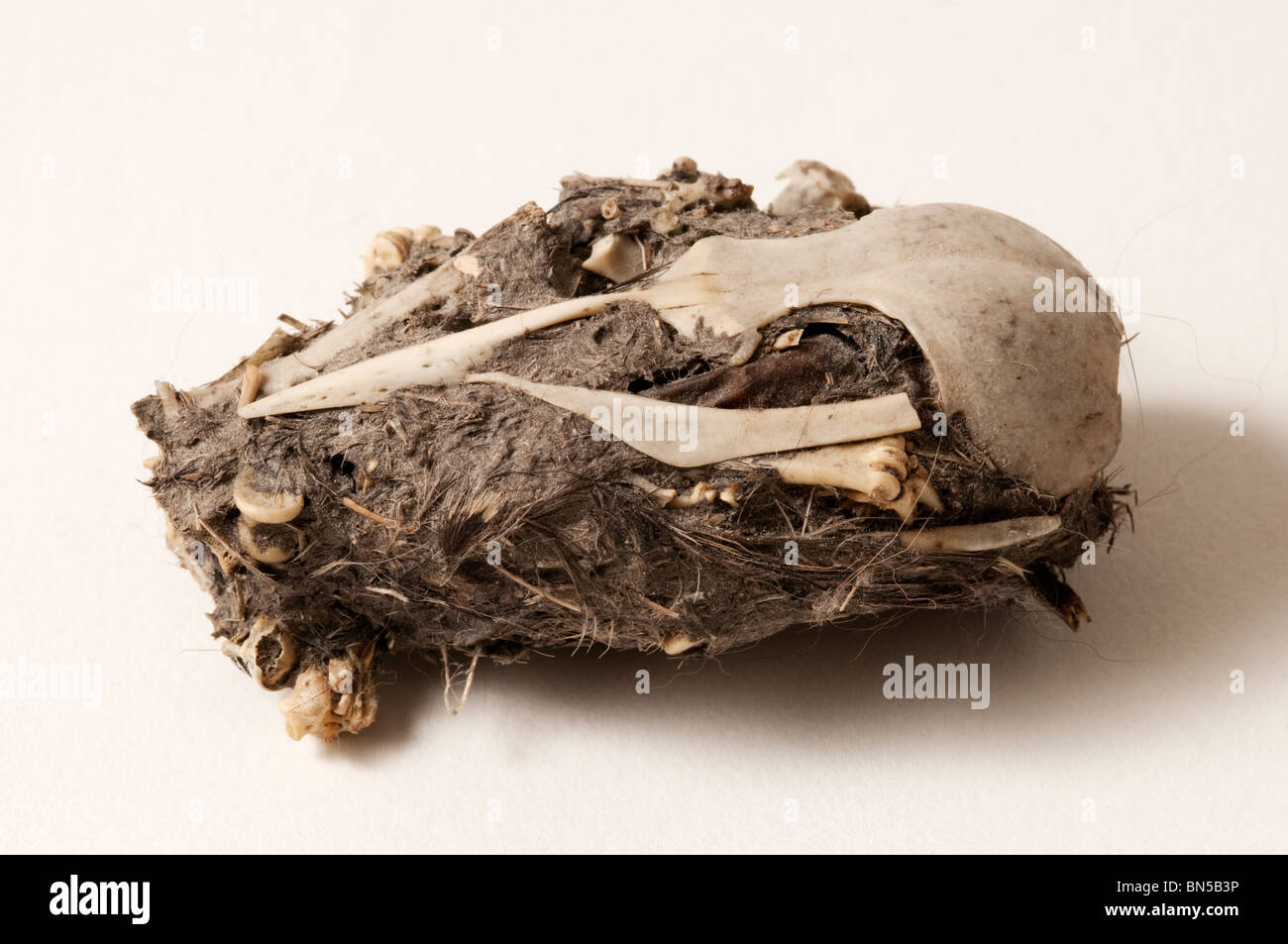 An owl pellet containing the skull and small bones of prey. Stock Photo
