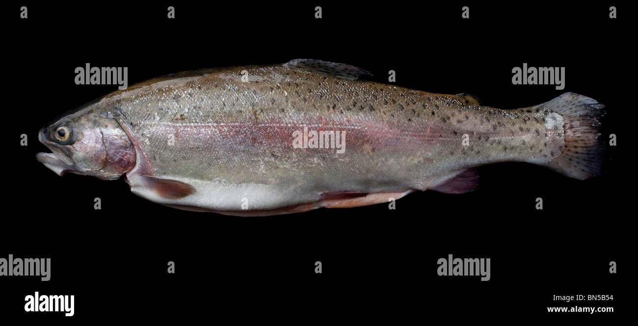 Rainbow trout (Oncorhynchus mykiss) native to tributaries of the Pacific Ocean in Asia and North America Stock Photo