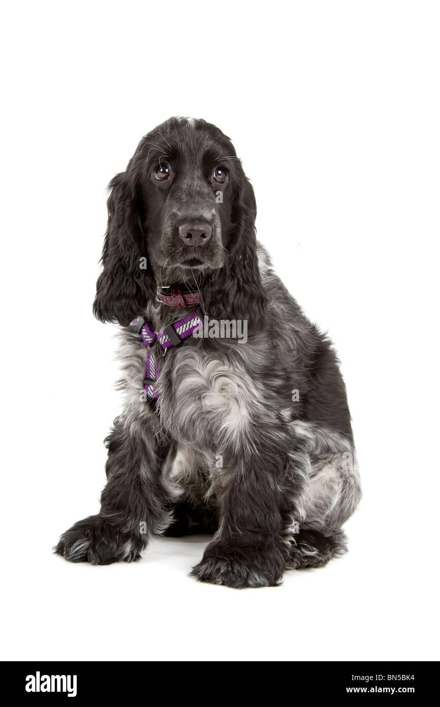 black and grey cocker spaniel dog in front of a white background Stock  Photo - Alamy