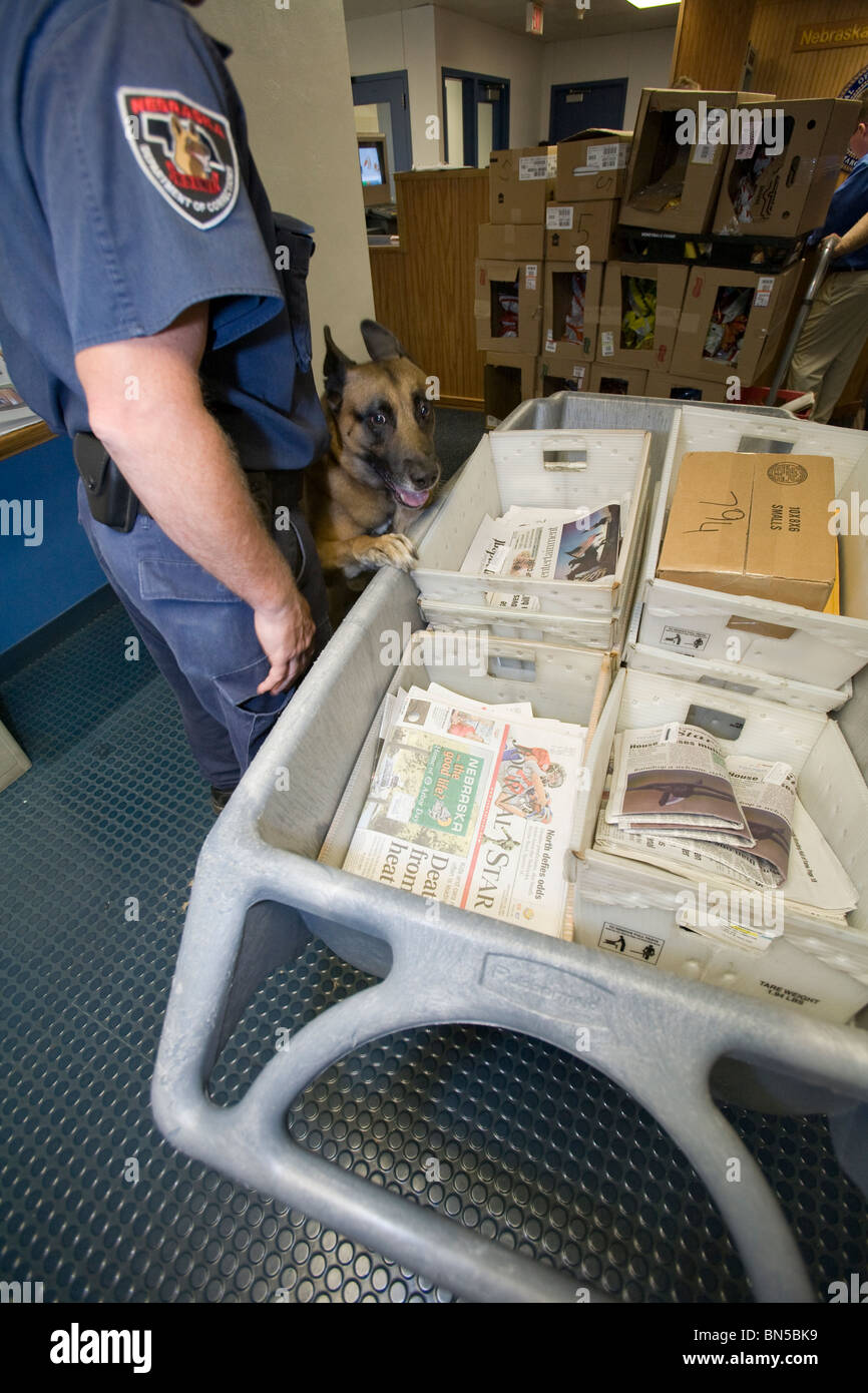 K-9 and prison guard dog handler searching incoming mail looking for narcotics. Nebraska State Penitentiary. Stock Photo
