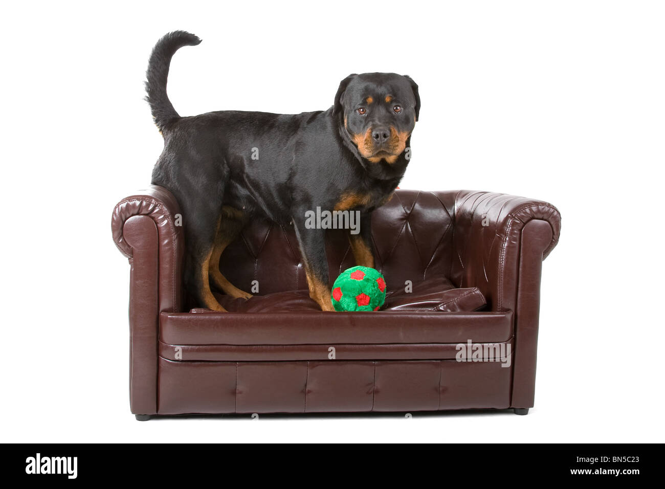 dog in front of a white background Stock Photo - Alamy