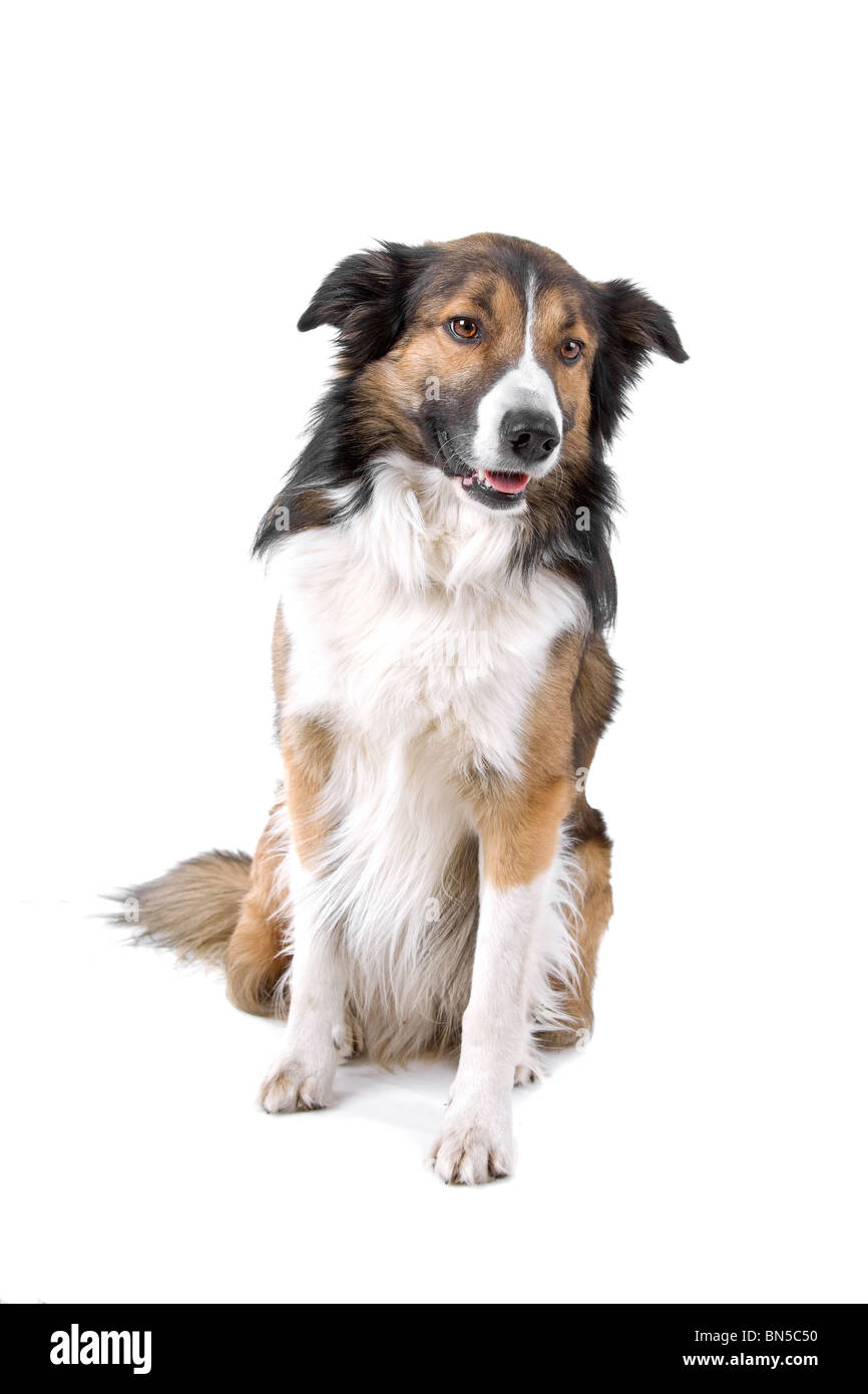 Border collie sheepdog isolated on a white background Stock Photo