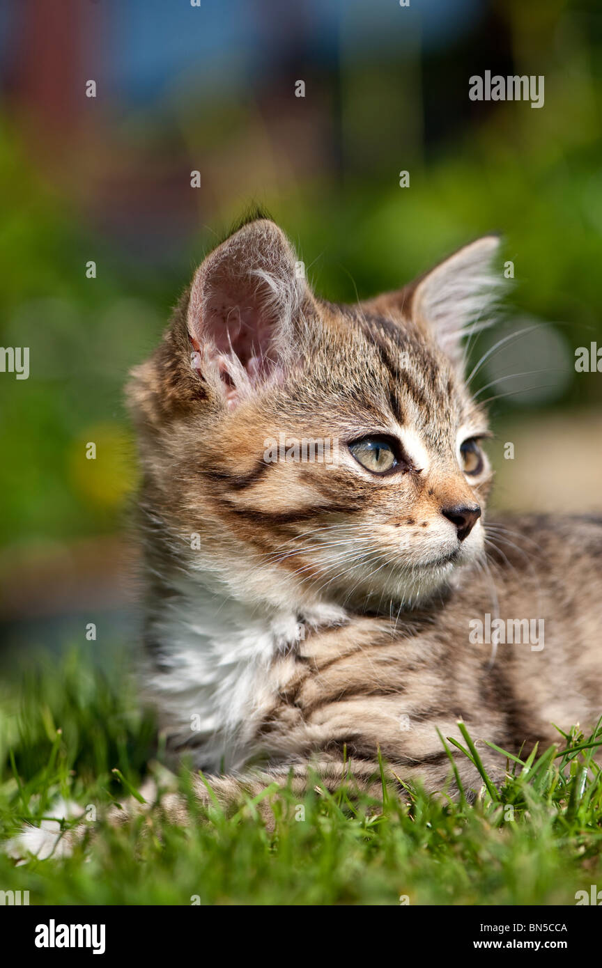 Tabby kitten palying in garden. Stock Photo