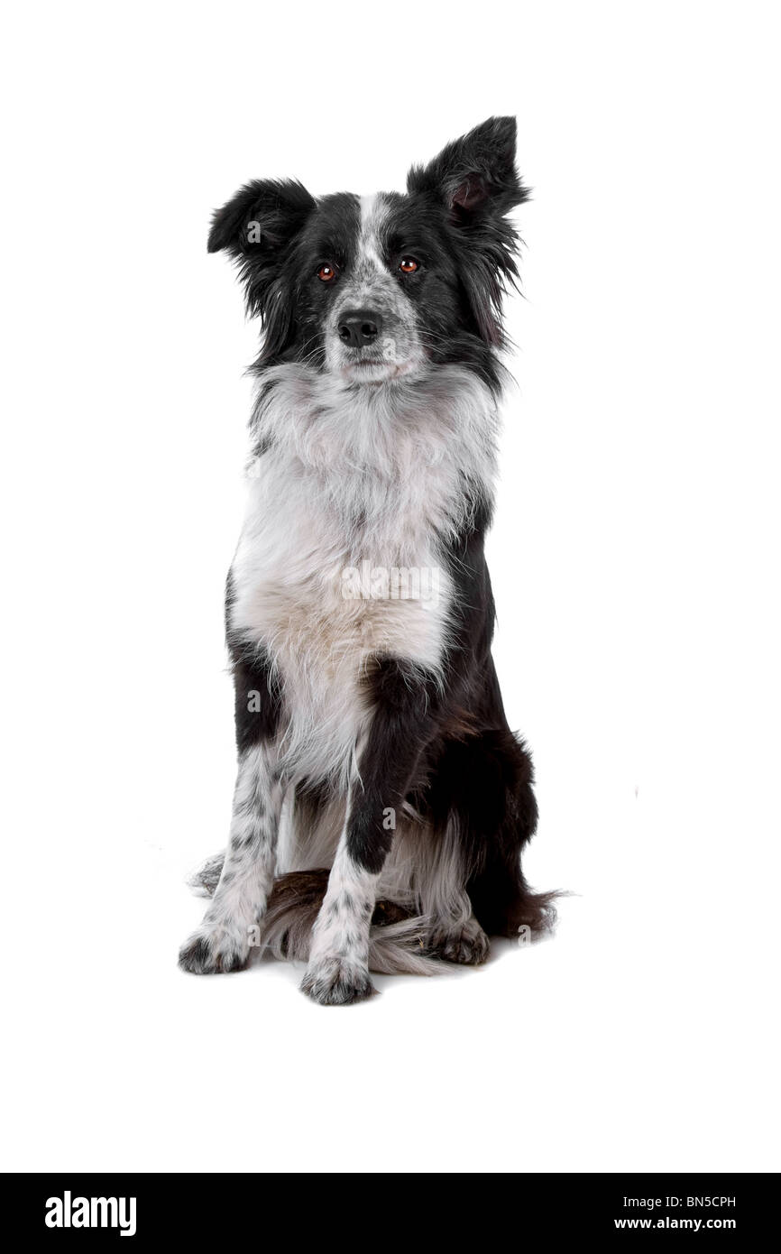 Border collie sheepdog isolated on a white background Stock Photo