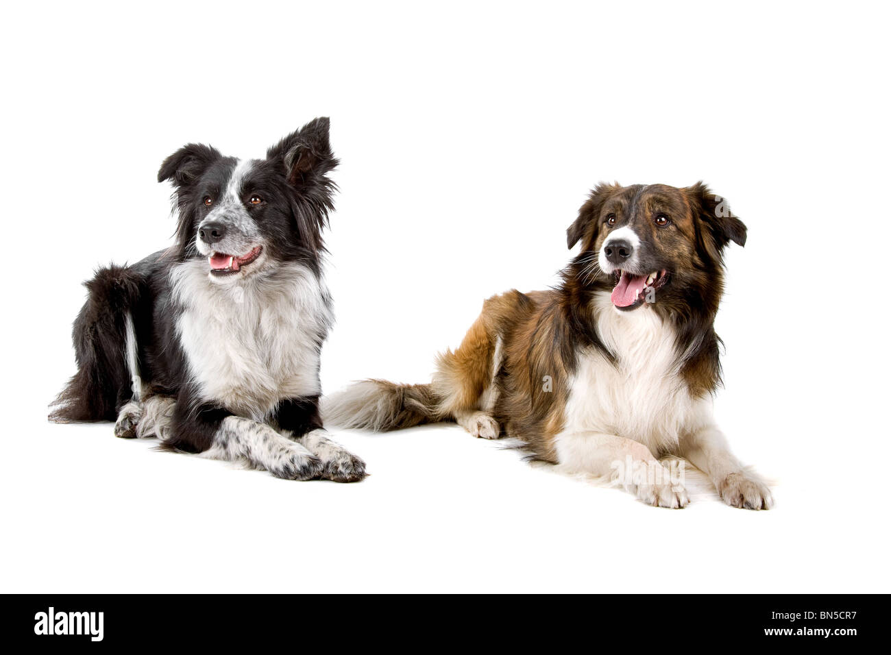 Border collie sheepdog isolated on a white background Stock Photo