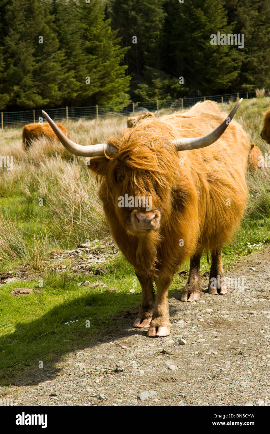 Highland cow in Glen Forsa, Isle of Mull, Scotland, UK Stock Photo - Alamy