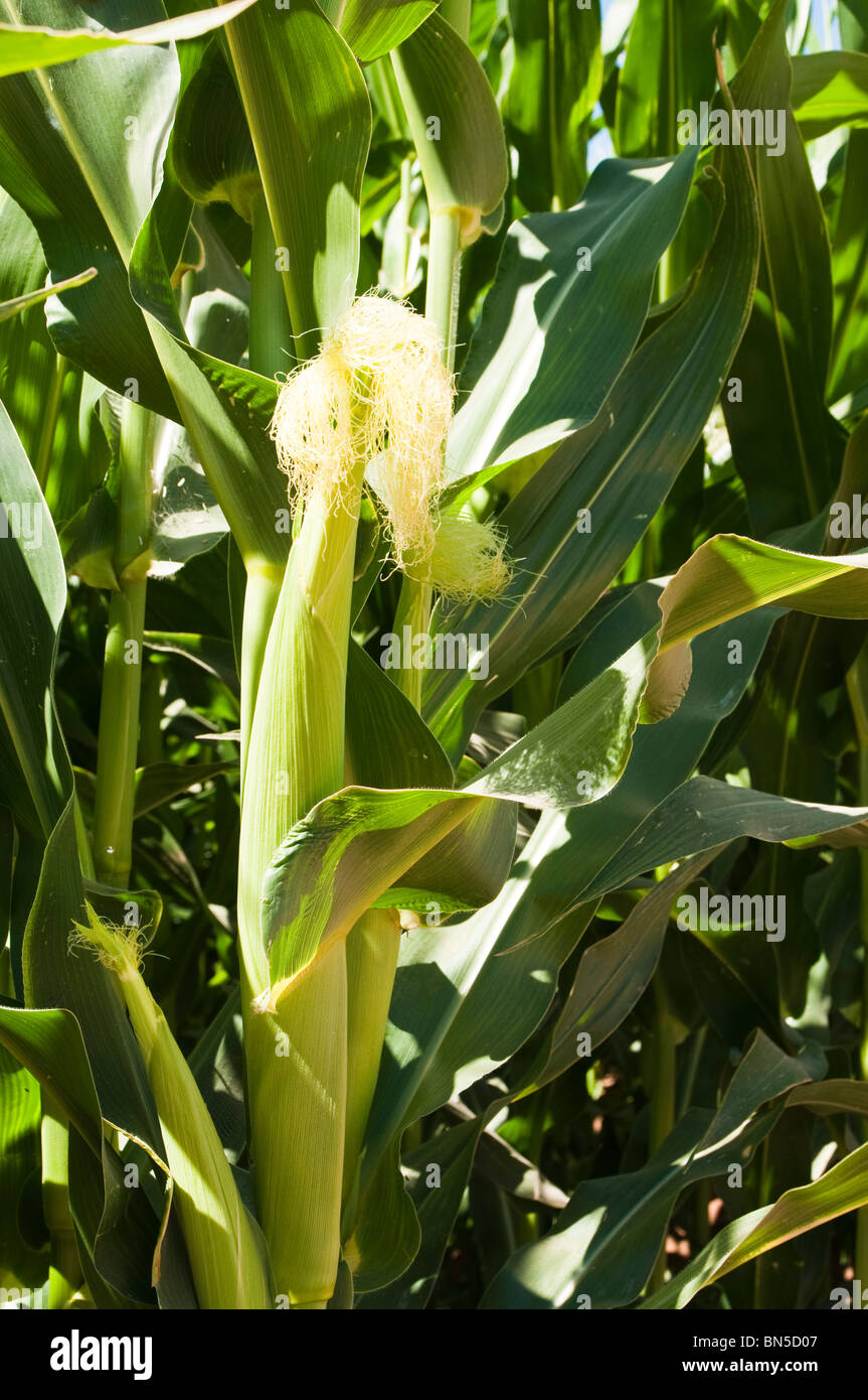 A corn crop grows in a field in Arizona Stock Photo Alamy