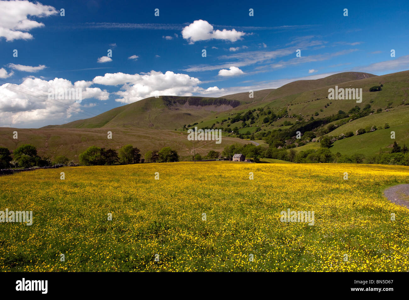 Summer meadow background hi-res stock photography and images - Alamy