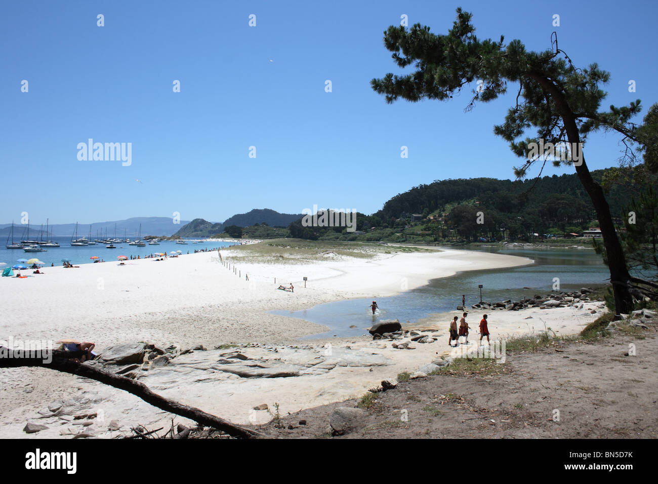 Sand bar, Illa de Faro, Illas Cies, Vigo, Galicia, North Spain, with people on beach and pine tree in foreground Stock Photo