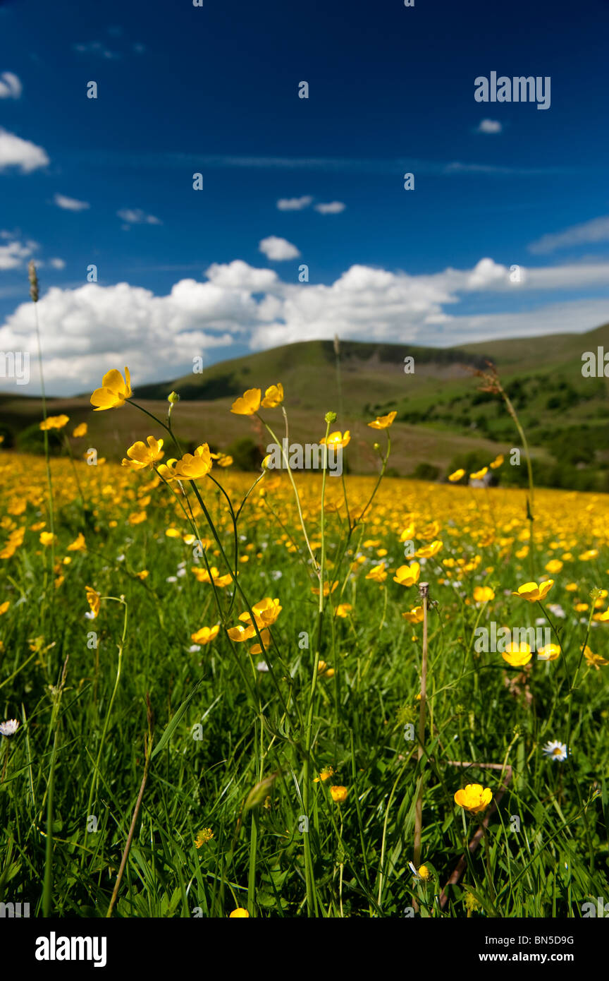 Traditional dales hay meadow in early summer, covered in buttercups, with Howgill Fells in background. Stock Photo