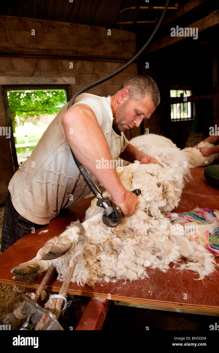 Alpaca's being clipped in early Summer Stock Photo