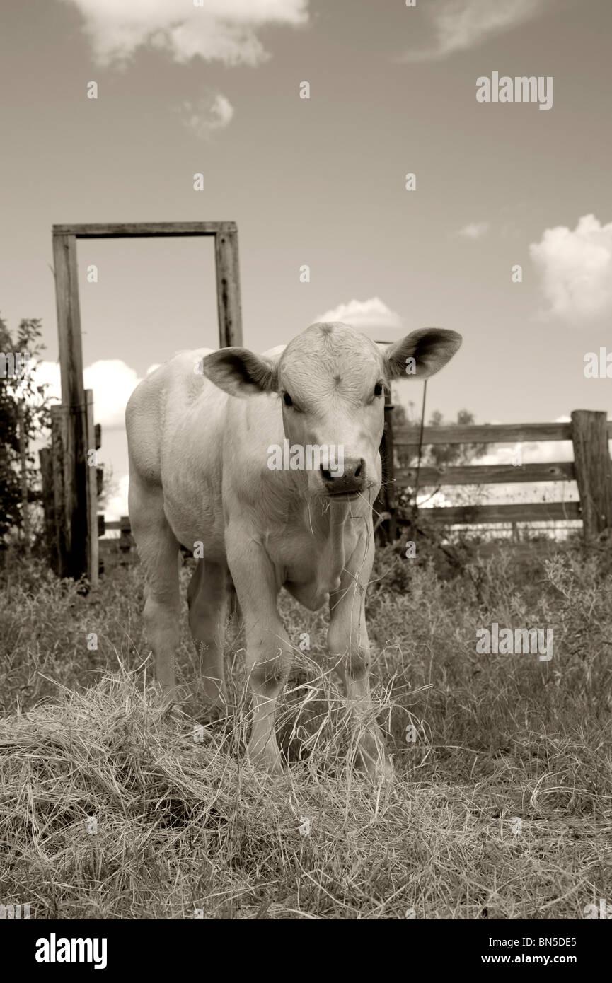 White Baby Calf in Black and White Stock Photo - Alamy