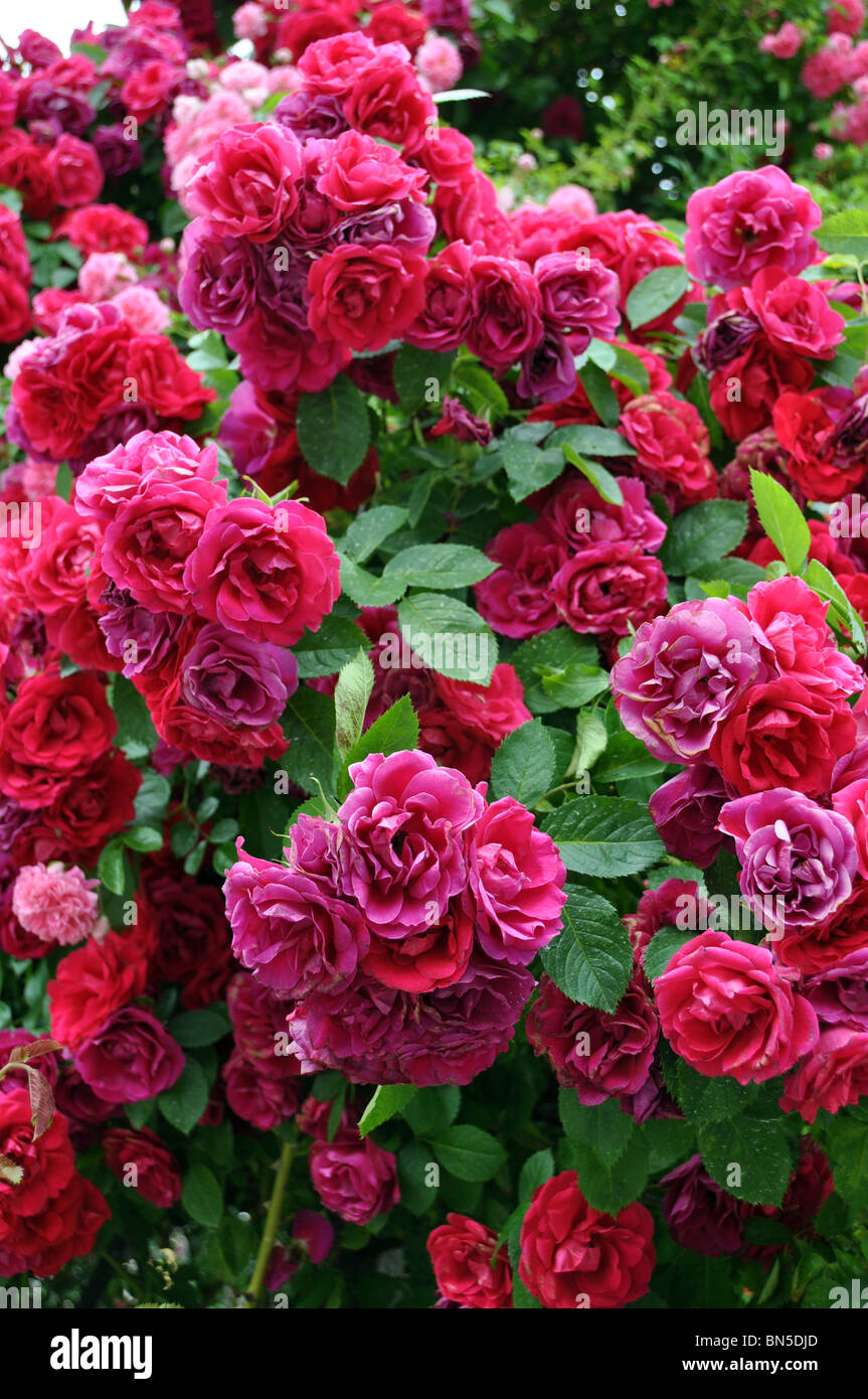 Tree of country roses with numerous rich rose flowers Stock Photo - Alamy
