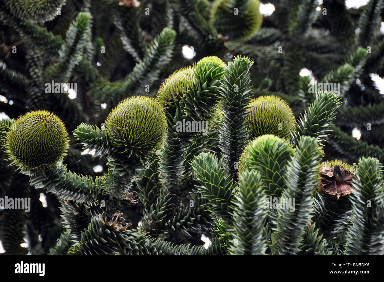 Closeup of Monkey Puzzle (pine) Tree with large and strange blossoms Stock Photo