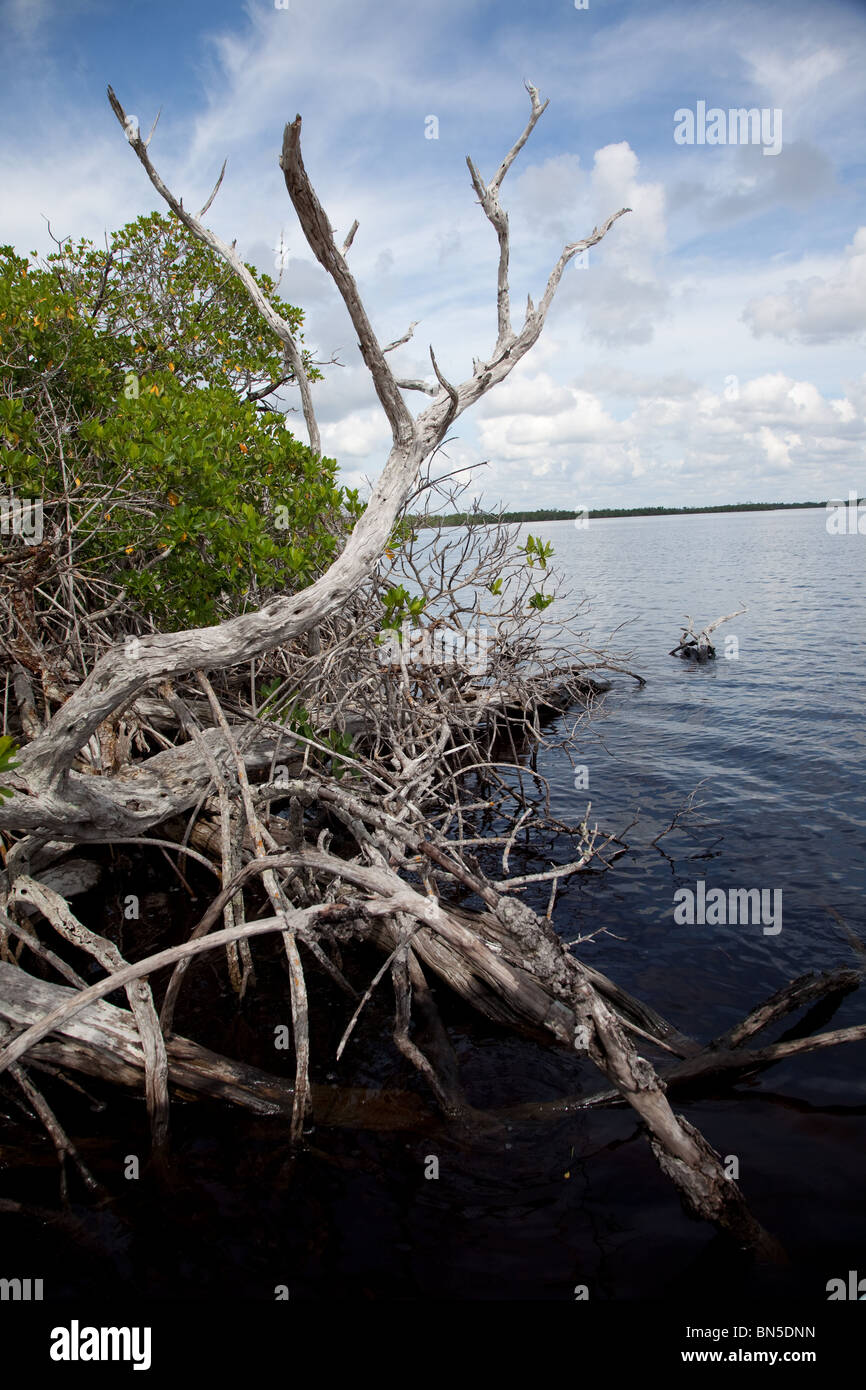 Mangrove islands in Ten Thousand Islands State Park, Florida. Stock Photo