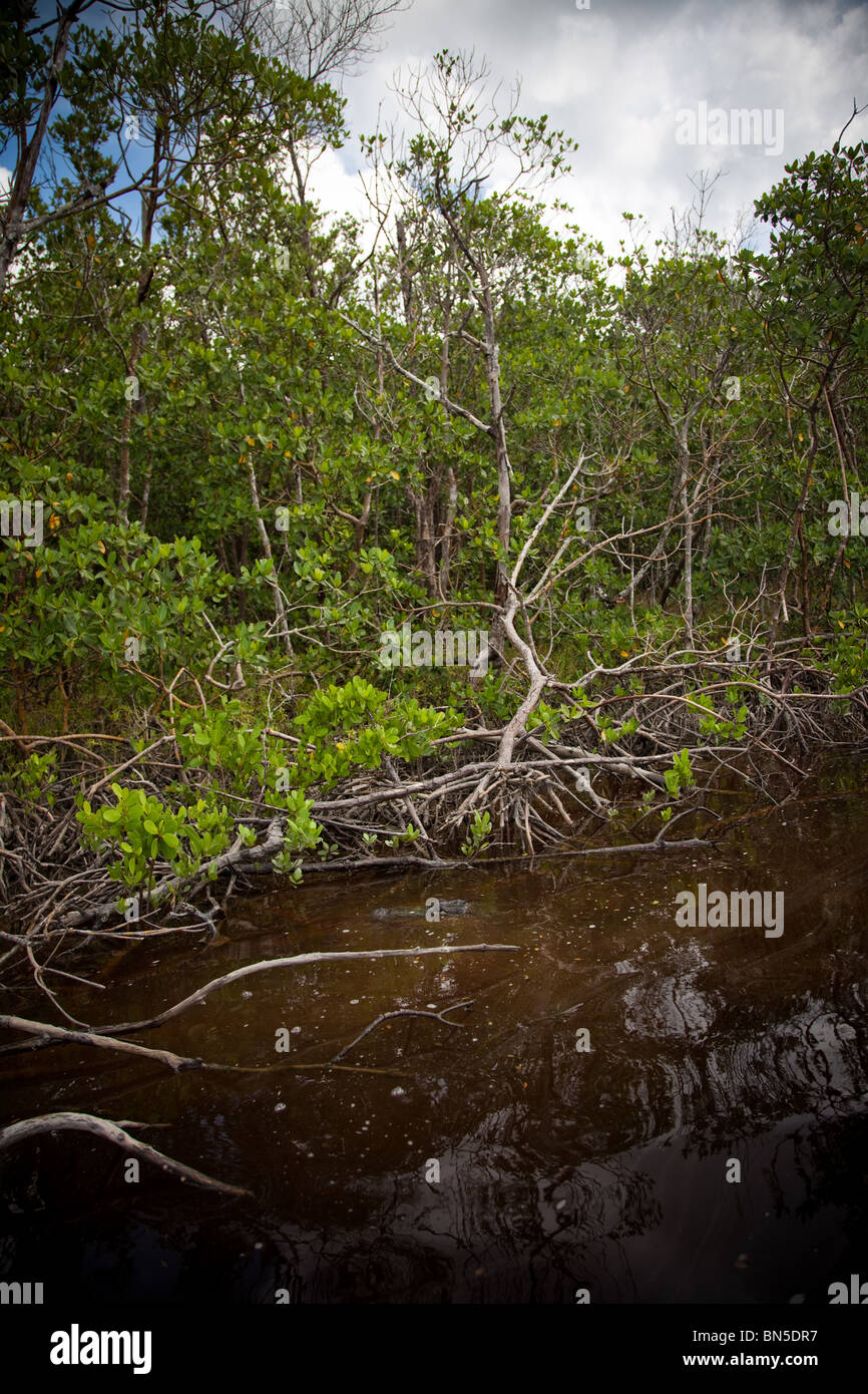 Alligator lurking in the mangroves at Ten Thousand Islands State Park, Florida, USA. Stock Photo
