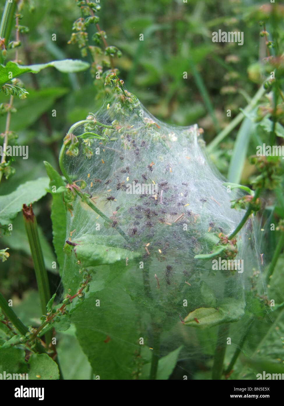 Spiders nest hires stock photography and images Alamy