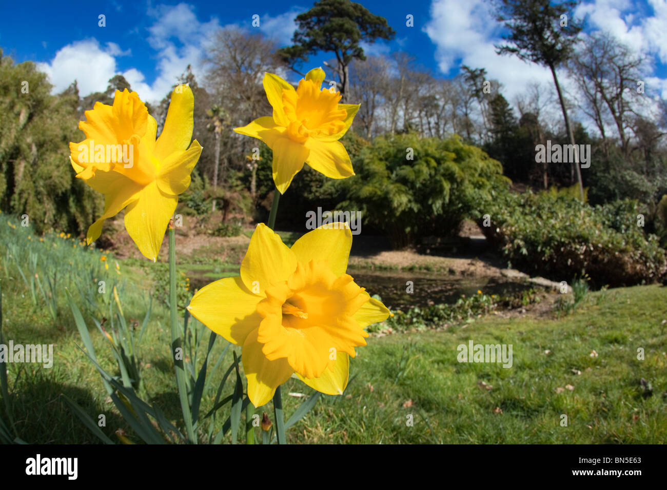 Cornish daffodils hires stock photography and images Alamy
