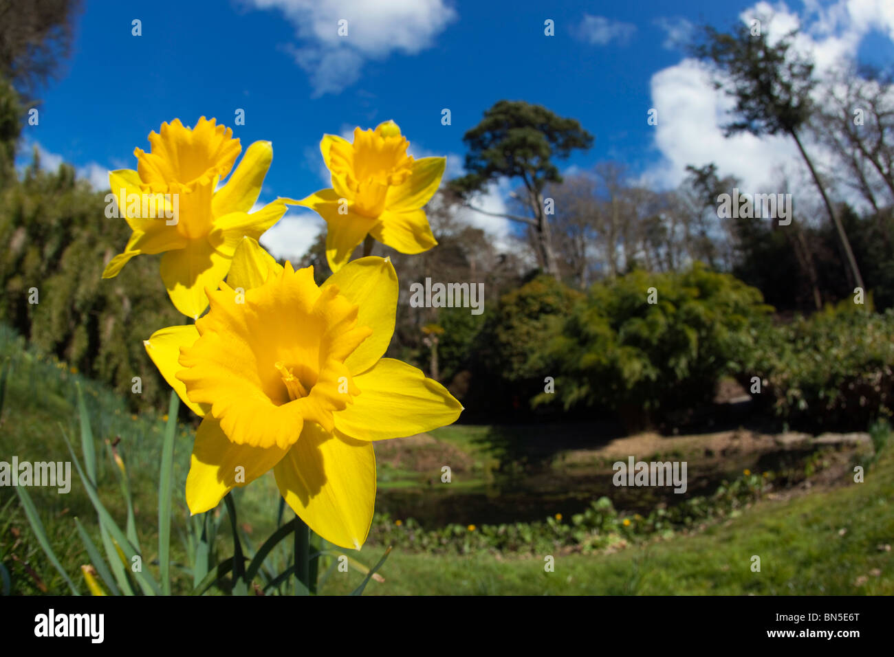 Daffodils at Trebah garden; Cornwall Stock Photo
