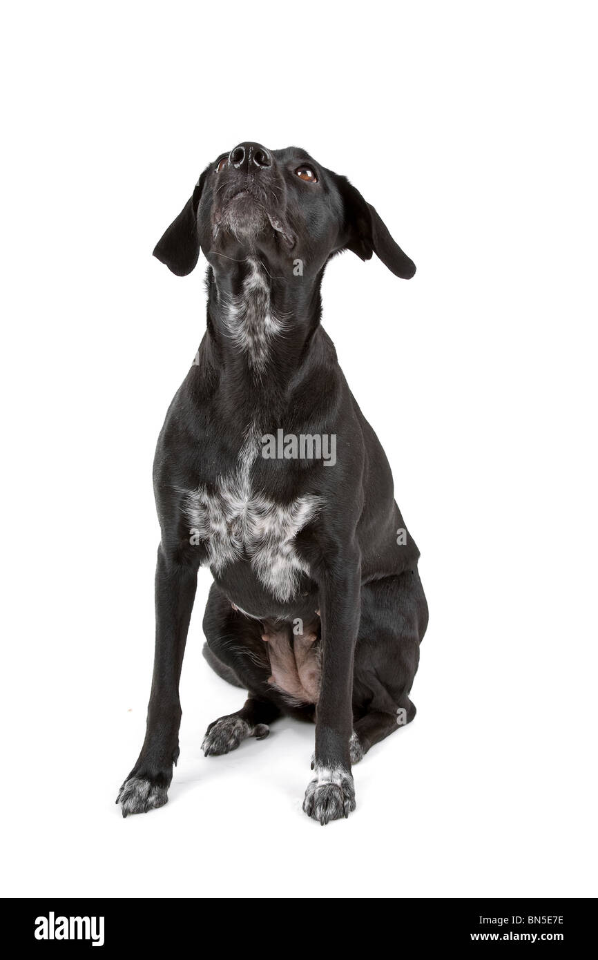 mixed breed dog isolated Stock Photo Alamy