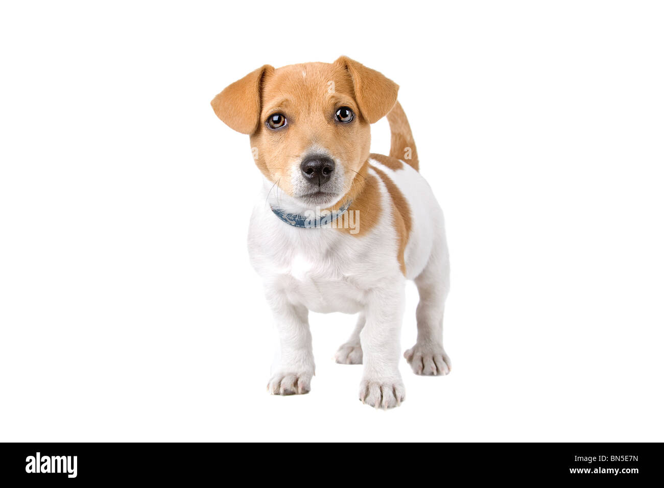 Jack Russel Terrier High Resolution Stock Photography And Images Alamy