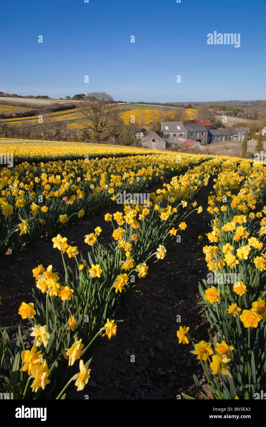 Daffodil fields; near Leedstown; Hayle; Cornwall Stock Photo Alamy