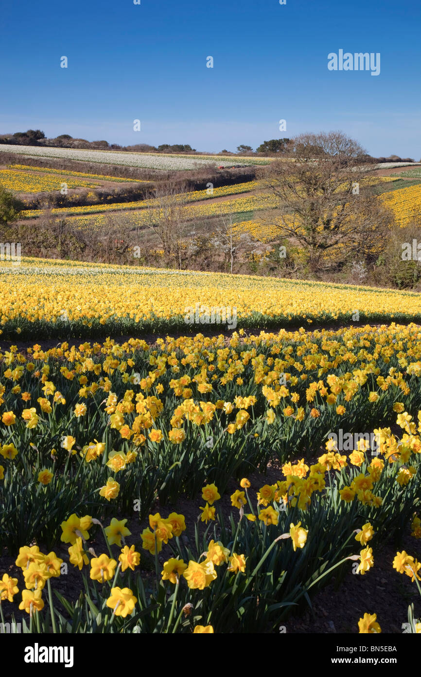 Daffodil fields; near Leedstown; Hayle; Cornwall Stock Photo Alamy