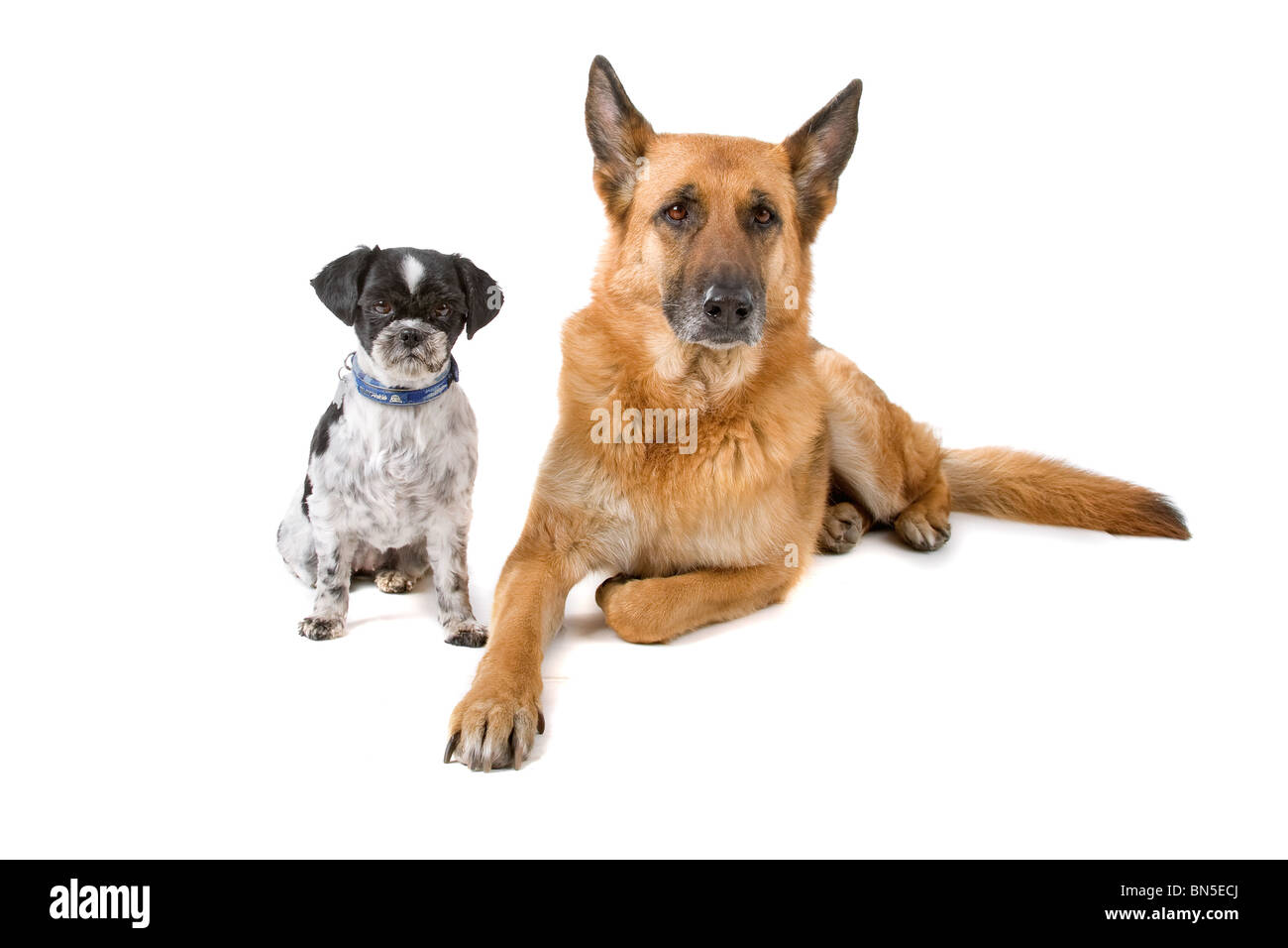 dog in front of a white background Stock Photo - Alamy