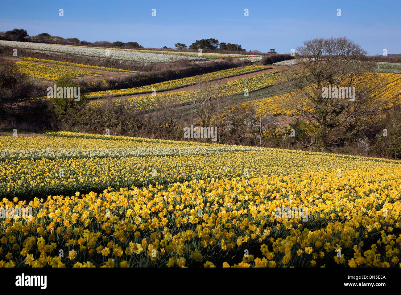 Daffodil fields; near Leedstown; Hayle; Cornwall Stock Photo Alamy