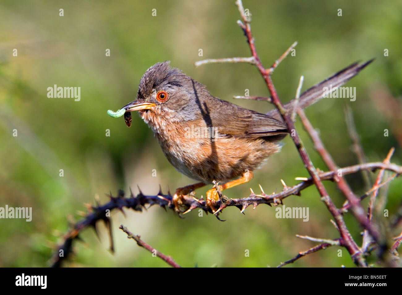 Dartford Warbler; Sylvia undata; with insect Stock Photo