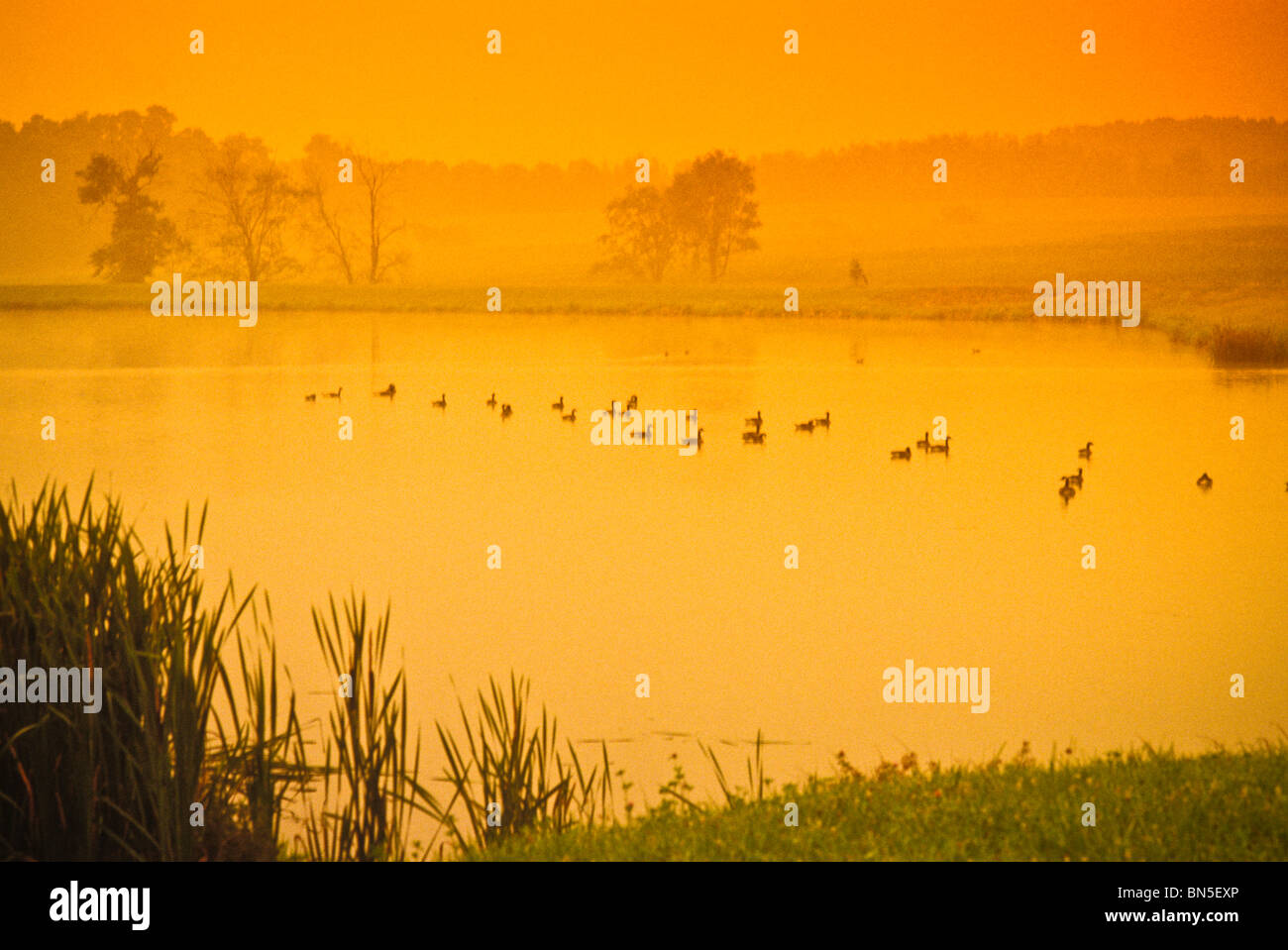 Early survey hi-res stock photography and images - Alamy
