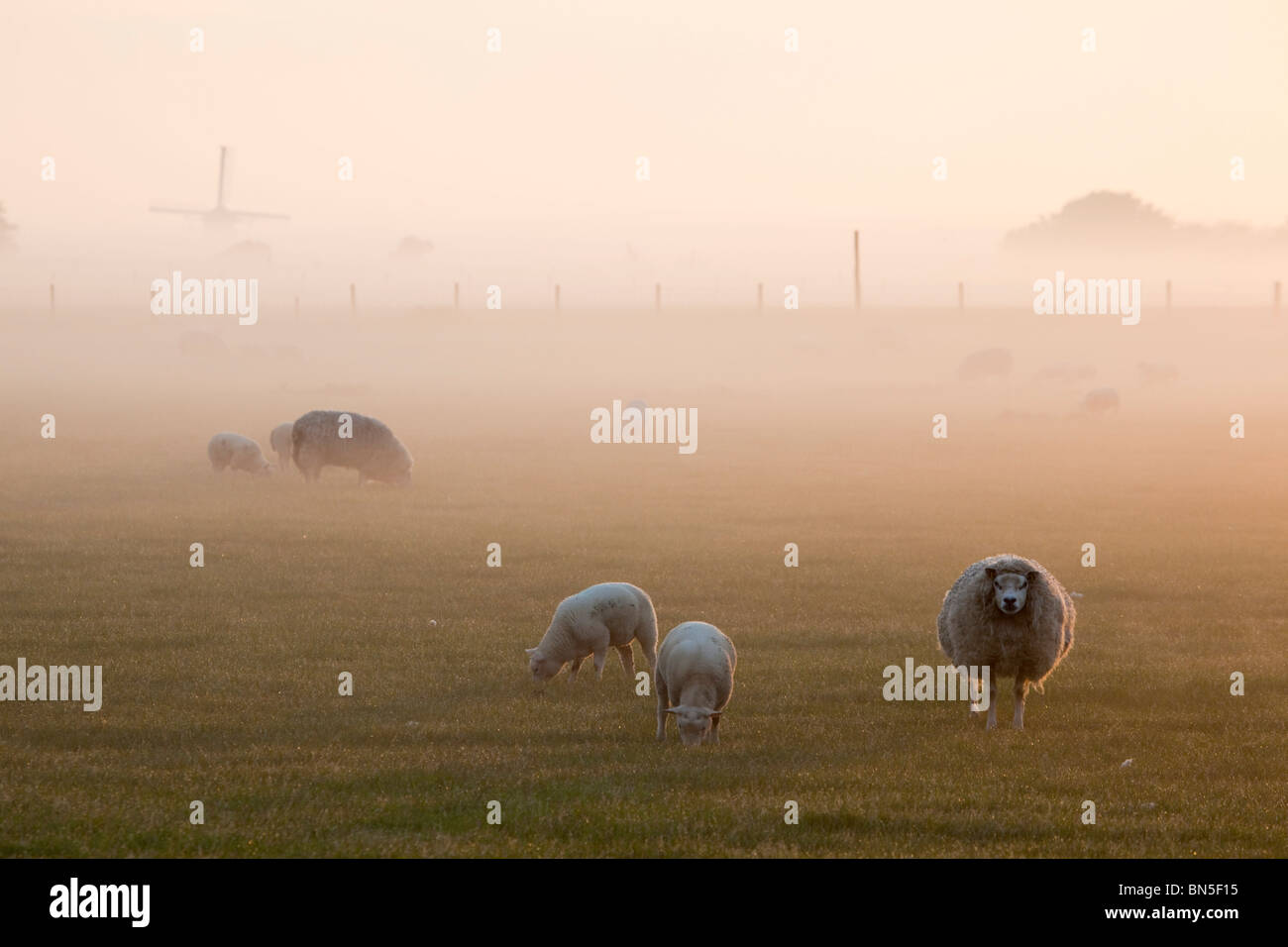 Early morning; Texel; Netherlands Stock Photo