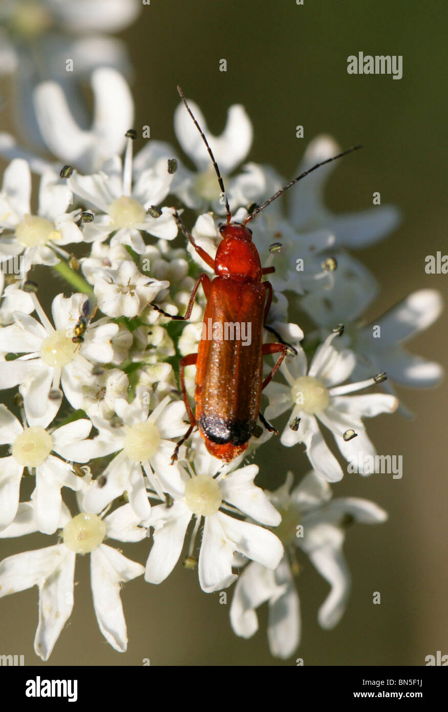 Common Red Soldier Beetle, Rhagonycha fulva, Cantharidae. On Hogweed
