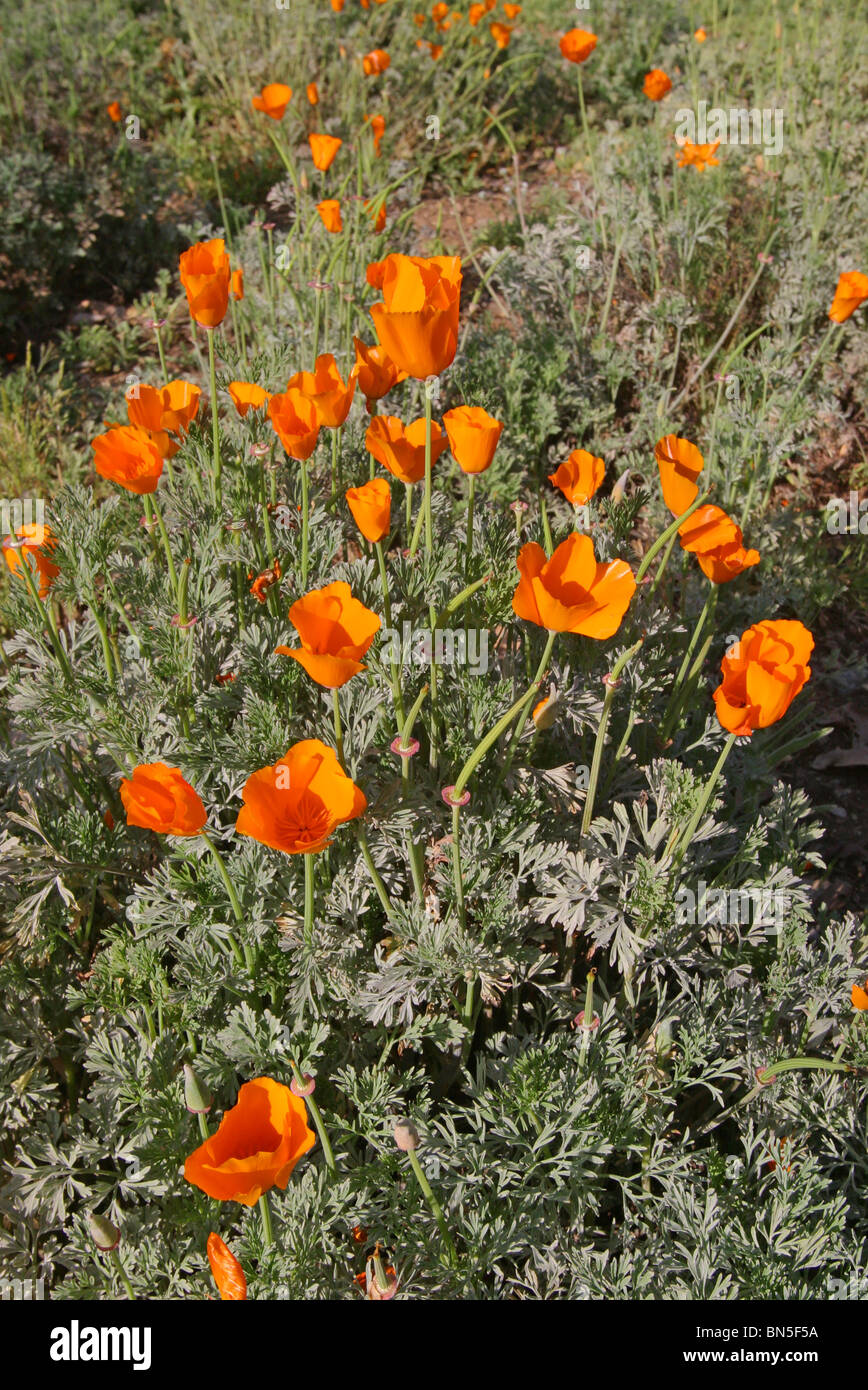 California Poppy Stock Photo