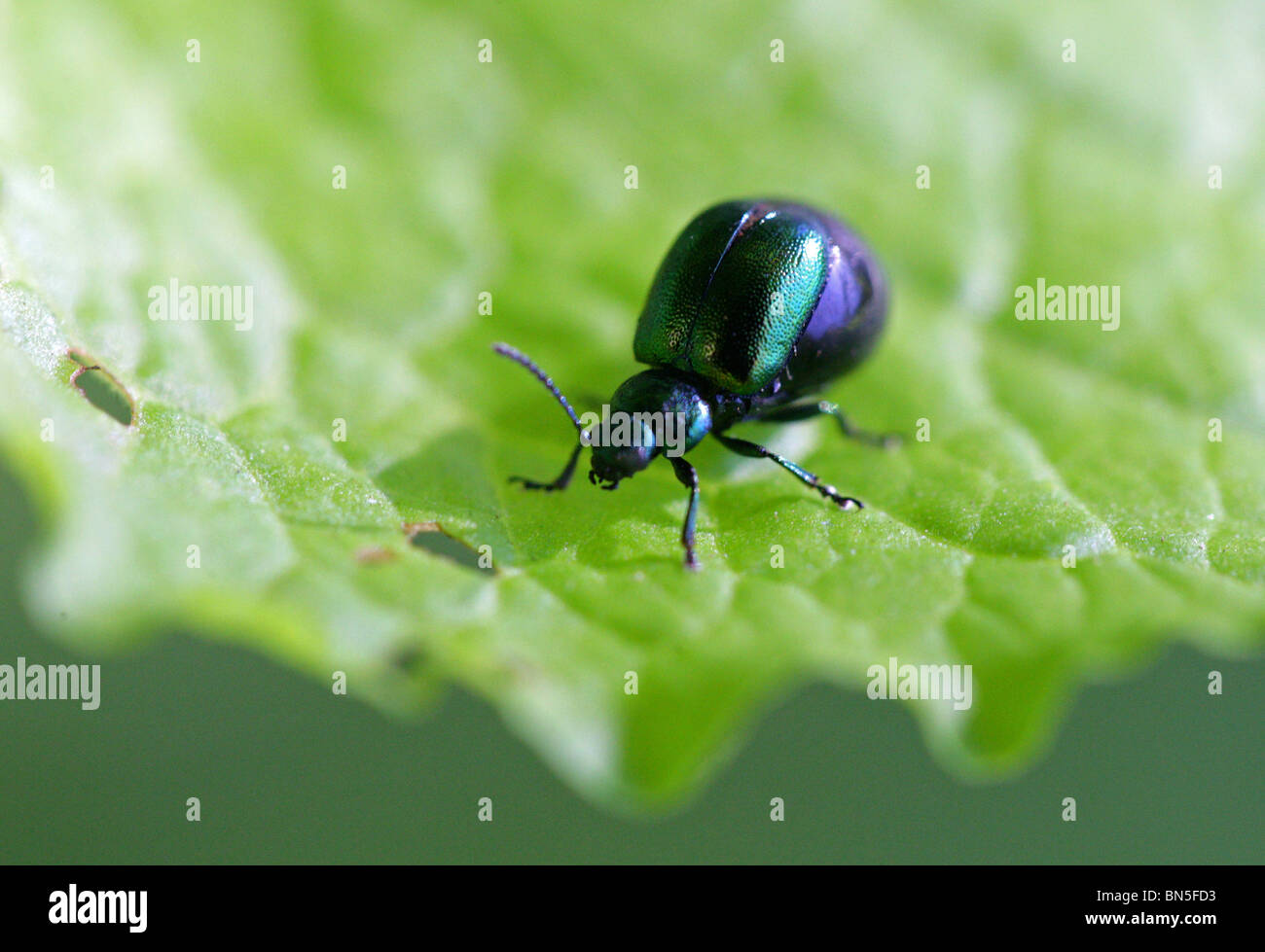 Green Dock Beetle, Gastrophysa viridula, Chrysomelidae, Chrysomeloidea