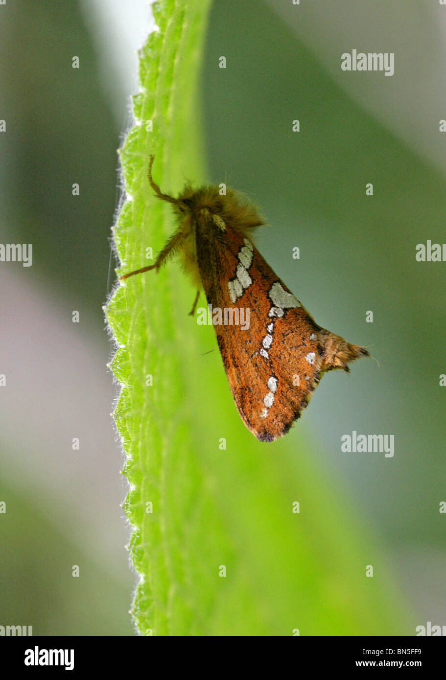 Gold Swift Moth, Hepialus hecta, Hepialidae, Lepidoptera Stock Photo