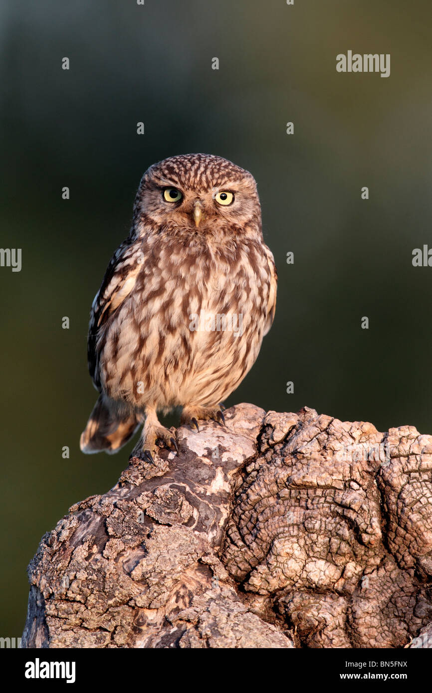 Little owl, Athene noctua, single bird perched on log in evening light, Warwickshire, June 2010 Stock Photo