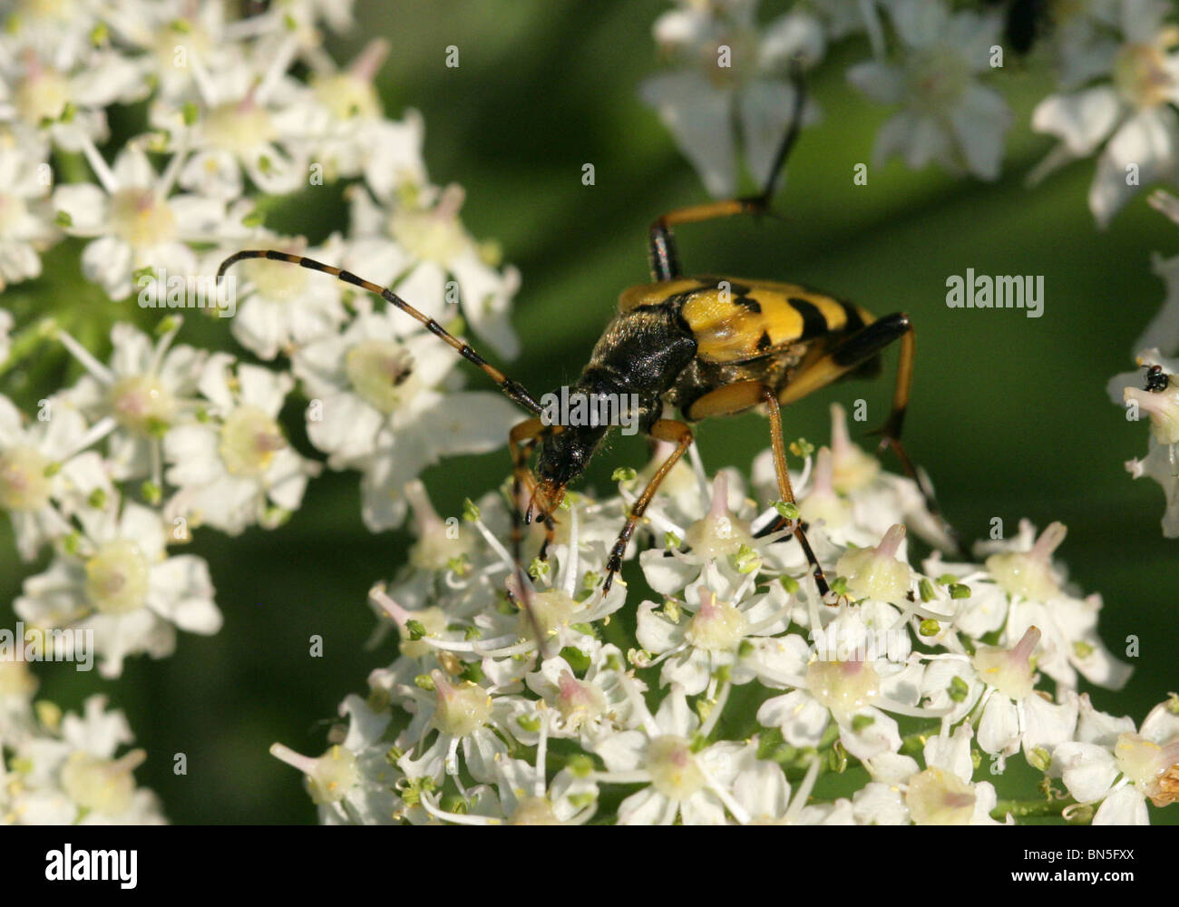 Long-horned Beetle, Rutpela maculata maculata, Cerambycidae, syn Strangalia maculata, Leptura maculata. On Hogweed. Stock Photo