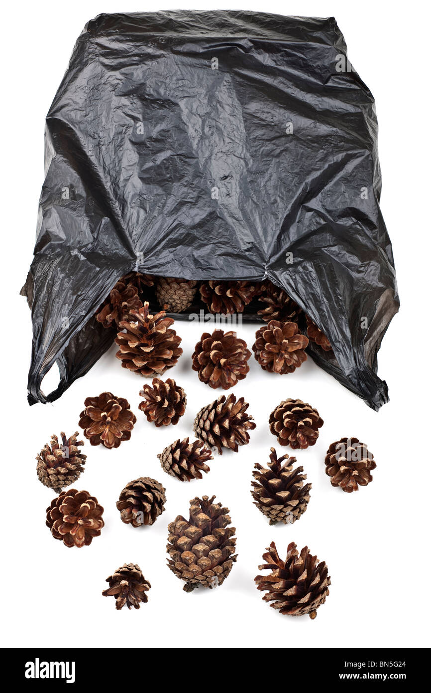 Black plastic bag full of pine cones Stock Photo Alamy