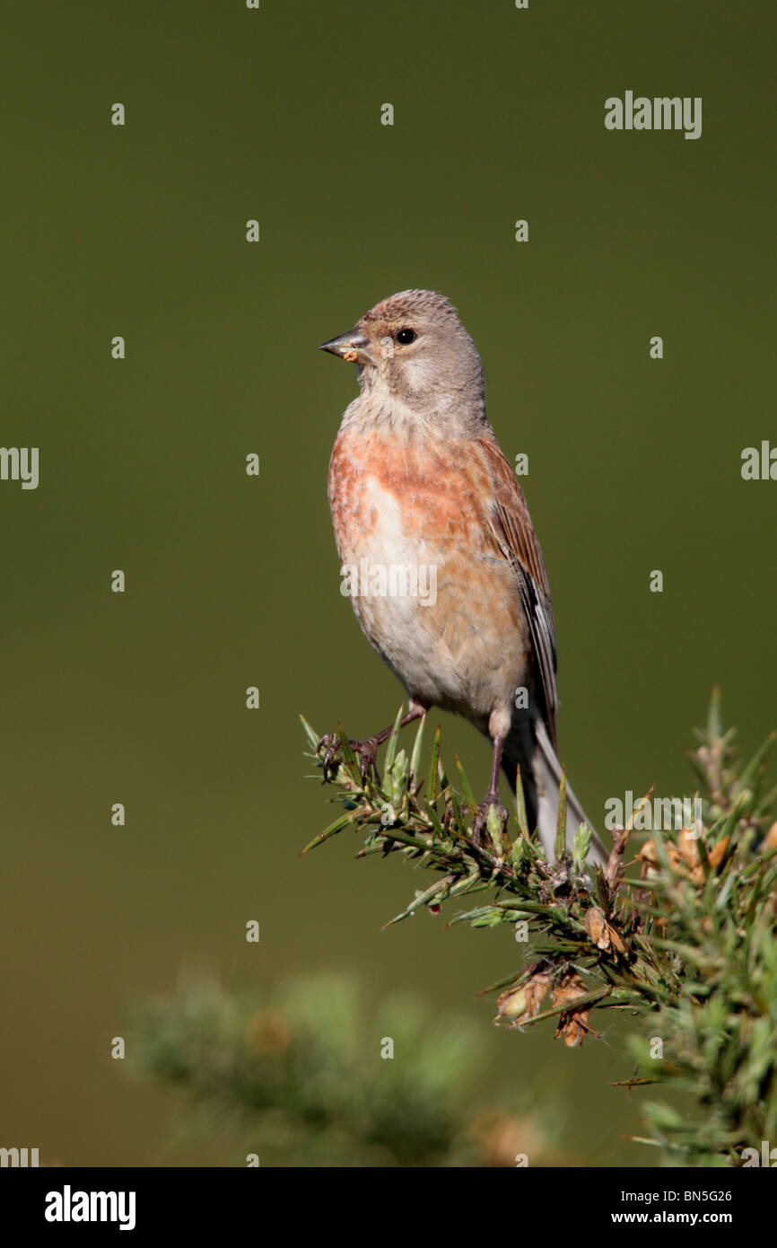 Linnet, Carduelis cannabina, single male on gorse bush, Staffordshire, June 2010 Stock Photo