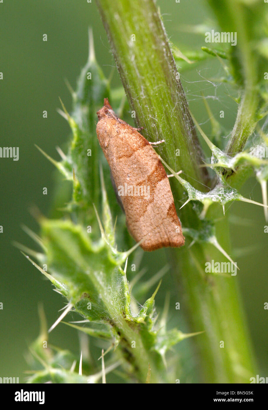 Snout Moth, Hypena proboscidalis, Hypeninae, Noctuidae, Lepidoptera Stock Photo