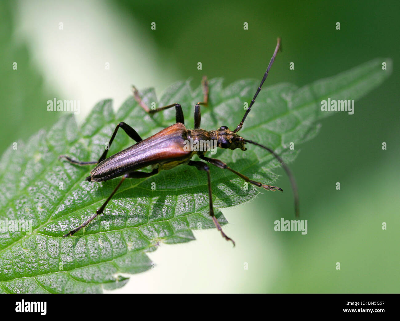 Long-horned Beetle, Stenurella melanura, Lepturinae, Cerambycidae, Coleoptera. Syn. Leptura melanura and Strangalia melanura. Stock Photo