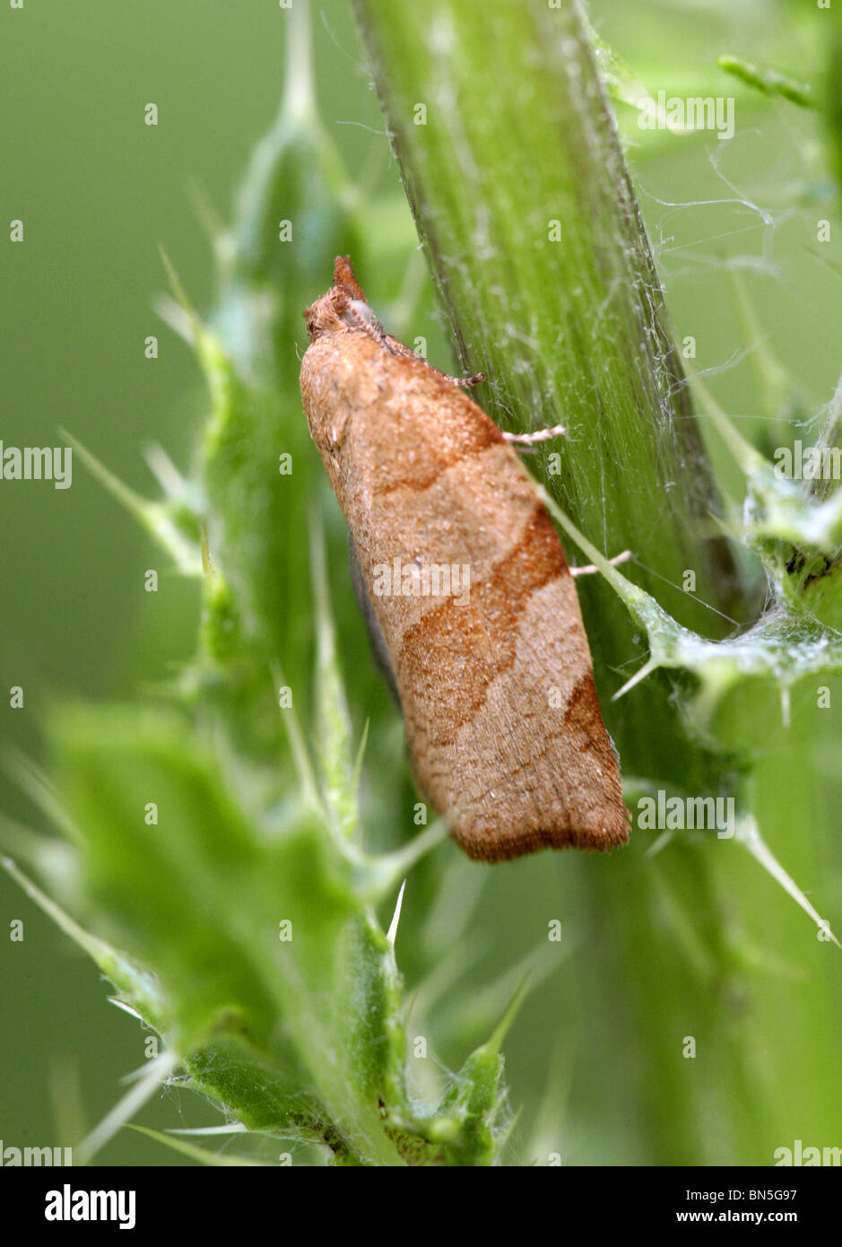 Snout Moth, Hypena proboscidalis, Hypeninae, Noctuidae, Lepidoptera Stock Photo