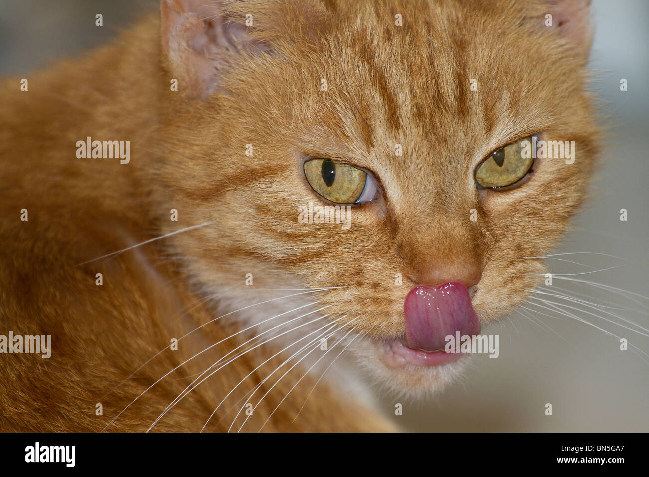 A single adult female Ginger cat (Felis catus) licking her lips and touching her nose with her tongue Stock Photo