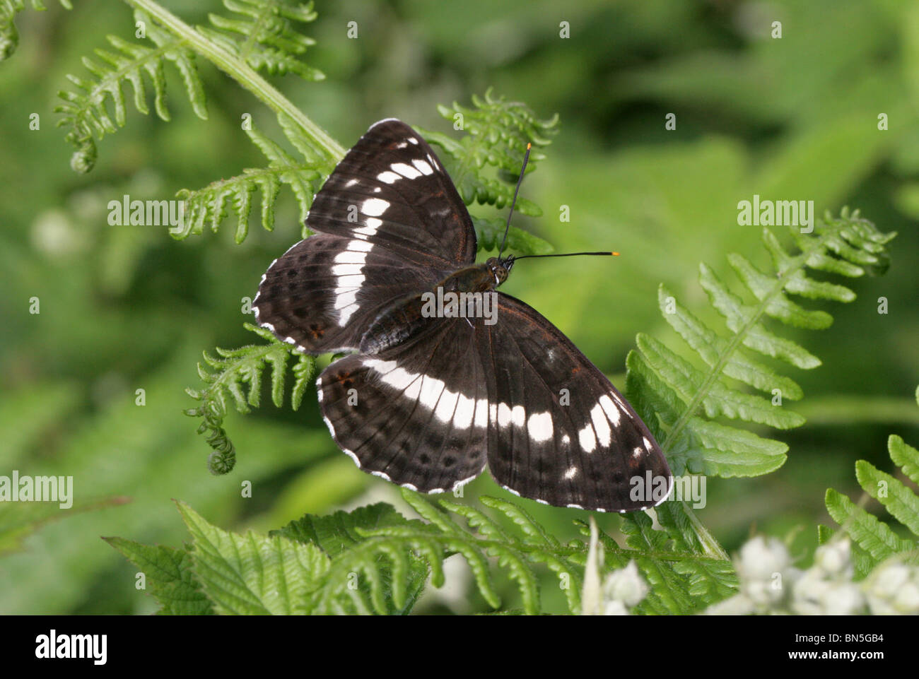 I was looking at pictures and I noticed that I had a picture of a butterfly  that alllllmost looked like a white admiral, but it had some…