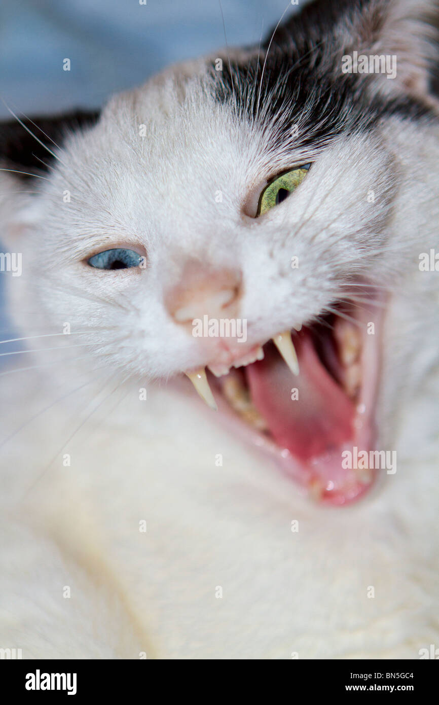 Young domestic cat with odd coloured eyes yawning Stock Photo