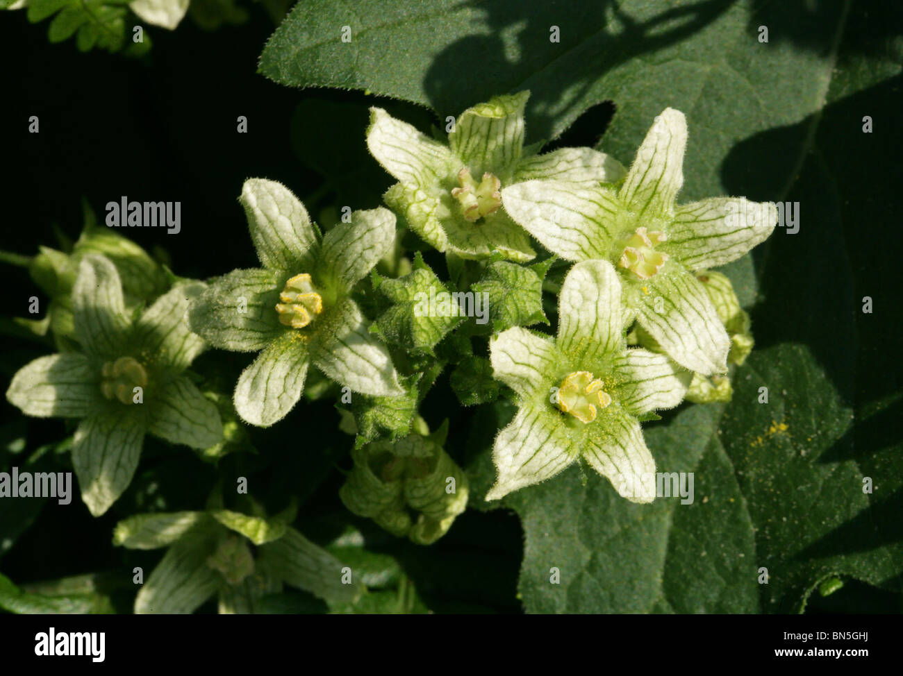 White Bryony, Bryonia cretica, Cucurbitaceae Stock Photo