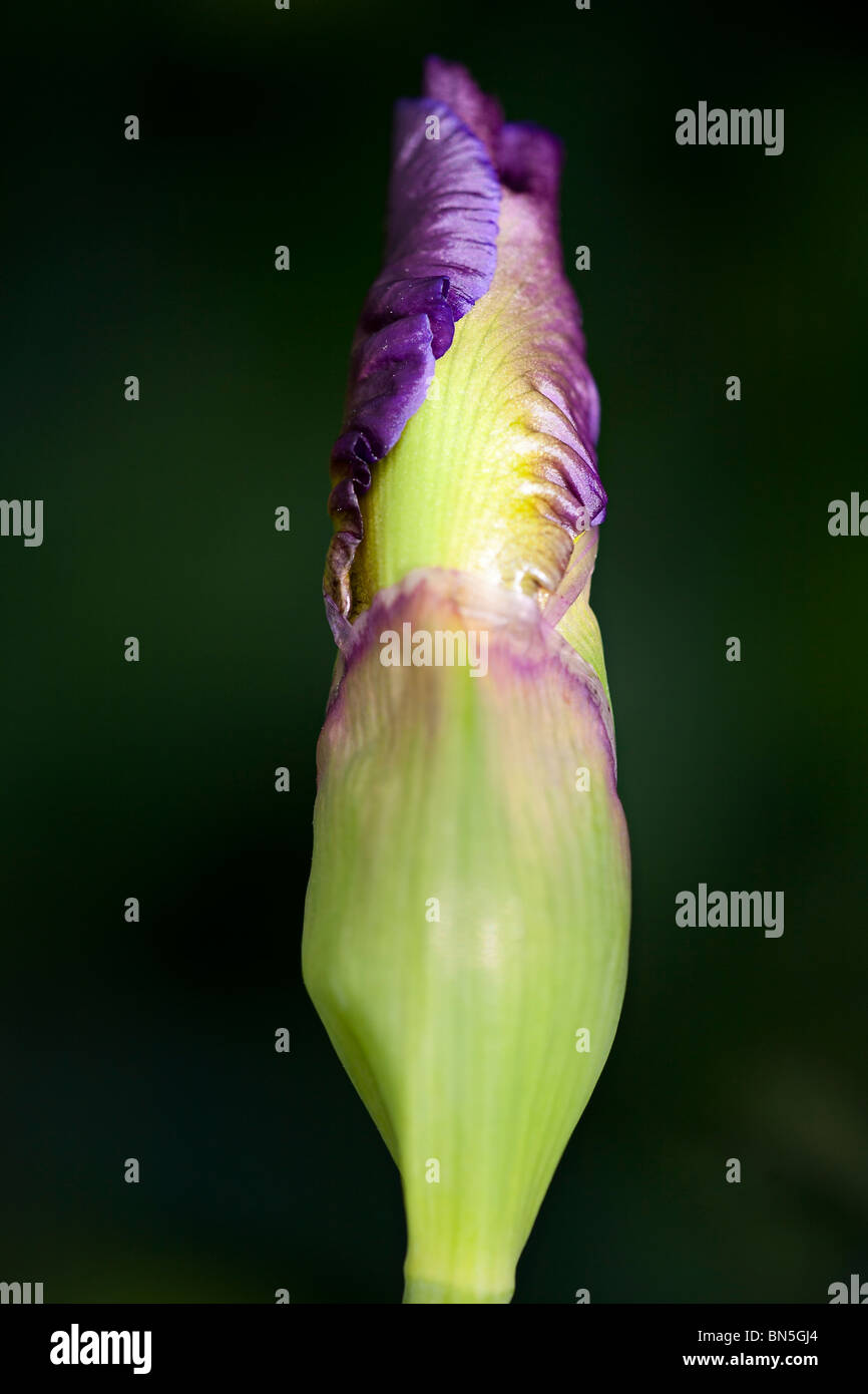 Portrait of a single tight purple Iris bud Stock Photo